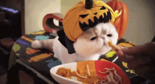 a cat wearing a pumpkin hat is eating french fries
