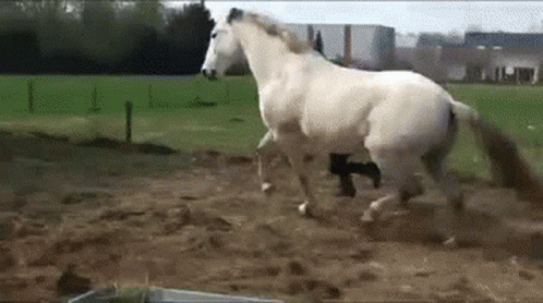 Horse Kick GIF - Horse Kick Out GIFs