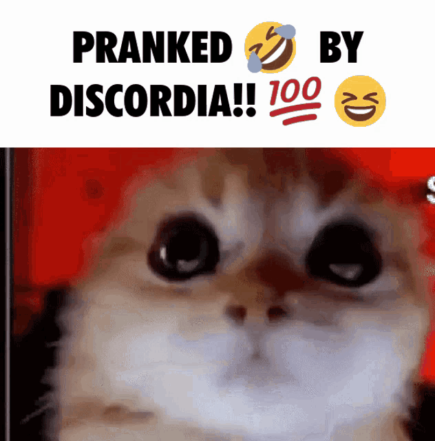 a picture of a cat with the words pranked by discordia