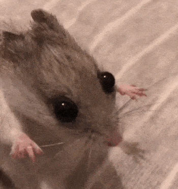 a close up of a hamster looking at the camera with a stick in its mouth .