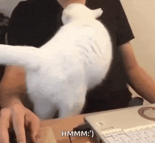 Cat Cuddling Cat Love Owner GIF