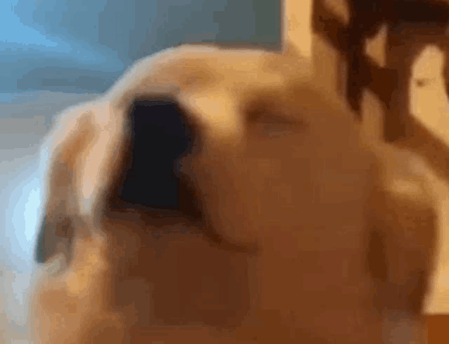 a close up of a dog 's face looking at the camera .
