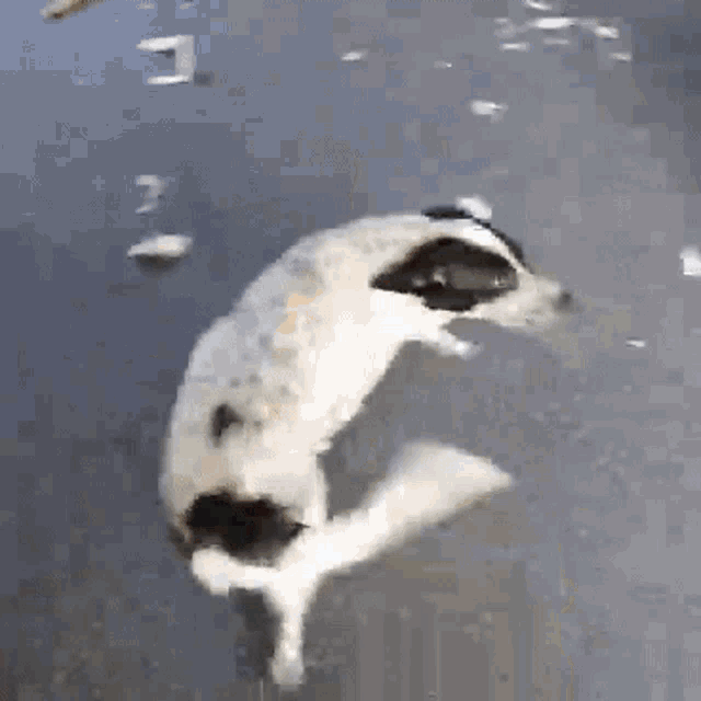 a black and white dog swimming in a body of water