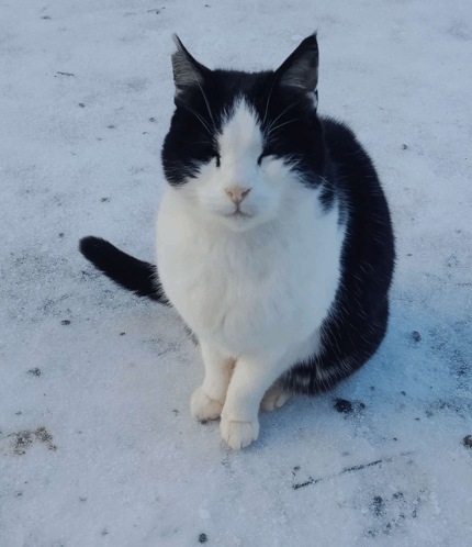 Cat Comfy GIF - Cat Comfy Snow GIFs