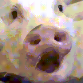 Pig Pig Chavkav Dragonpig GIF - Pig Pig Chavkav Dragonpig GIFs