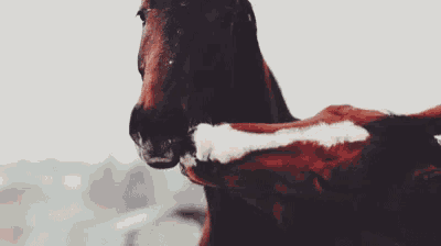 a close up of a brown horse with a white stripe on its back