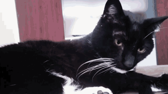 a black cat with white whiskers is laying down on a table