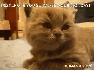 a kitten is laying on a bed with the words `` hope you survived your monday '' written above it .