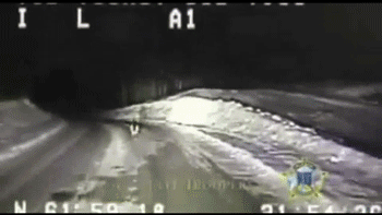 The Dog Continued To Run For Miles. GIF - GIFs