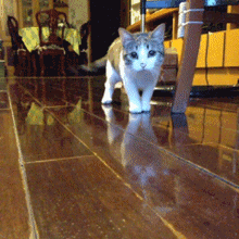 a cat standing on a wooden floor with a chair in the background