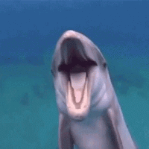 Dolphin Funny Animals GIF