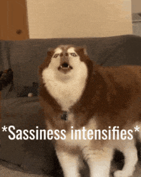 a husky dog is standing in front of a couch with the words " sassiness intensifies " written on it