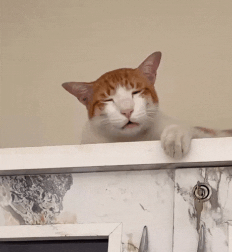 a cat with its eyes closed looks over a white cabinet