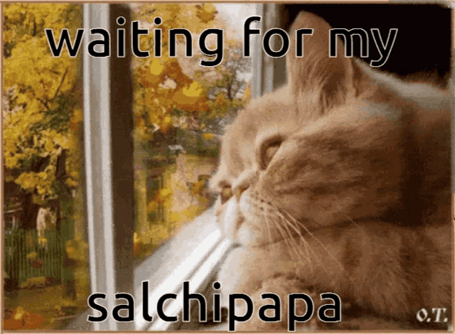 a cat is looking out a window with the words waiting for my salchipapa written below it
