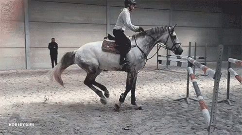 Heels Down Equestrian GIF - Heels Down Equestrian Jumper GIFs