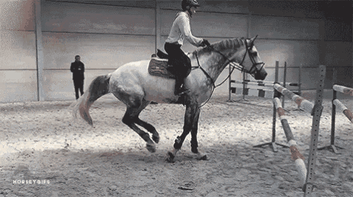 a person is riding a horse over a hurdle in a stable .