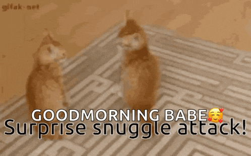two cats looking at each other with the words good morning babe surprise snuggle attack written below them