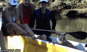 Wait...This Isn'T My Boat GIF - Confused Koala Scared Wait This Isnt My Boat GIFs