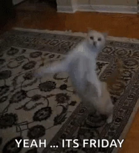 Cat Dance GIF - Cat Dance Friday Dance GIFs