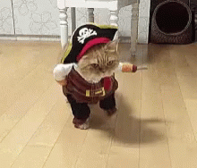 Pirate Costume Cat GIF - Pirate Costume Cat Cute GIFs