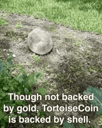 Tortoise GIF - Tortoise GIFs