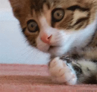 Shocked Cat GIF - Kitty Kitten Ohsnap GIFs