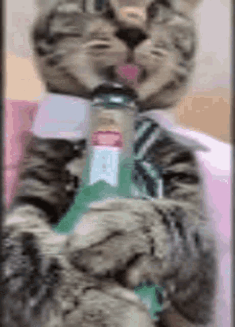a cat wearing a tie is drinking out of a bottle .