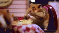 Hamster Nom GIF - Hamster Nom Eat GIFs