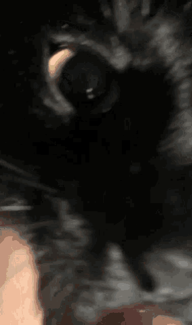 a closeup of a black cat 's eye with a yellow pupil