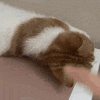 a brown and white cat is laying on a table with its head on a table .