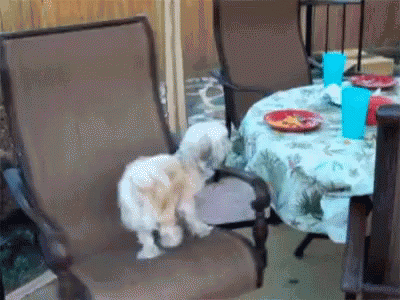 When You'Re Drunk And Hungry GIF - Dog Trying To Eat After Drink Youre Drunk Go Home GIFs