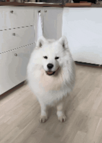 a white dog is standing on a wooden floor