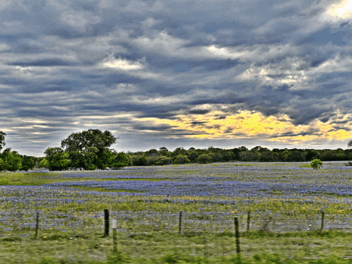 a field of purple flowers with trees in the background