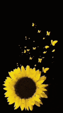 a woman holds a sunflower in front of her face