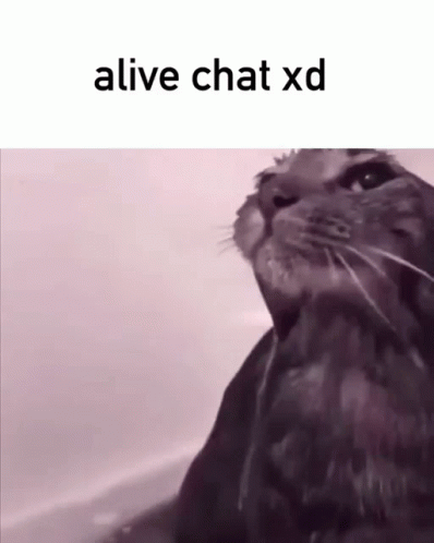 Googas Alive Chat GIF - Googas Alive Chat Bruh GIFs