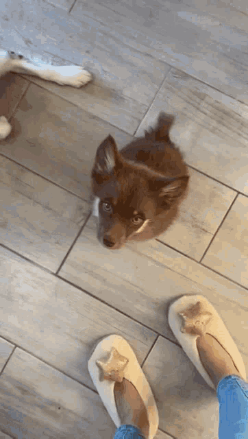 a dog sitting on a tiled floor next to a person wearing slippers with stars on them