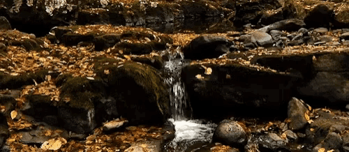 a small waterfall surrounded by leaves and rocks