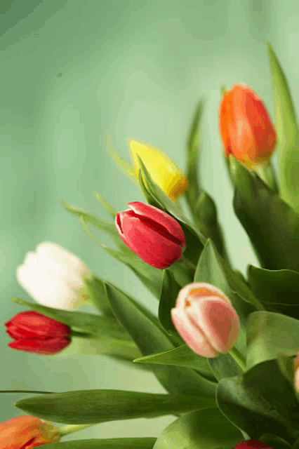 a bunch of colorful tulips with green leaves