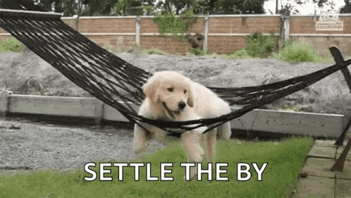 a puppy is sitting in a hammock with the words `` settle the by '' written on the bottom .