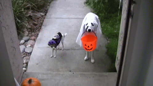 Trick Or Treat GIF - Dogs Halloween Ghost GIFs