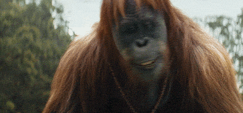 a close up of an orangutan with long hair