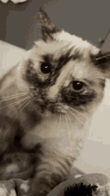 a close up of a cat laying on a bed looking at the camera .