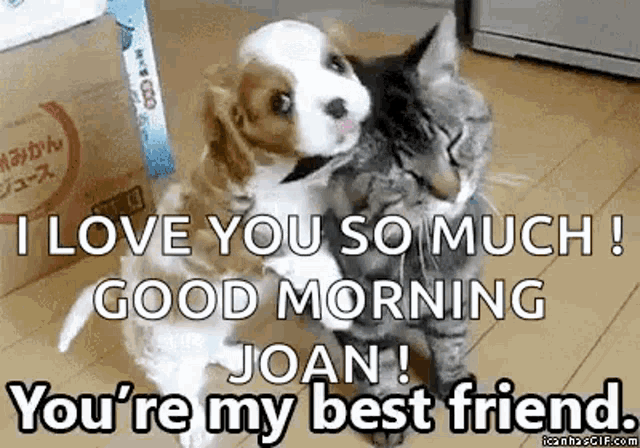 a puppy and a cat are hugging each other on a wooden floor .