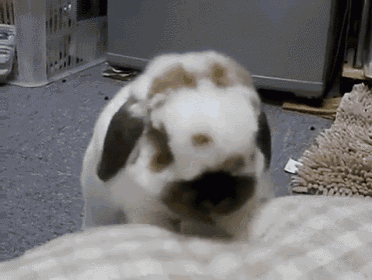 Where Did I Bury That Carrot? GIF - Bunny Rabbit Cute GIFs