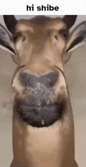 a close up of a deer 's face with the words hi shibe above it