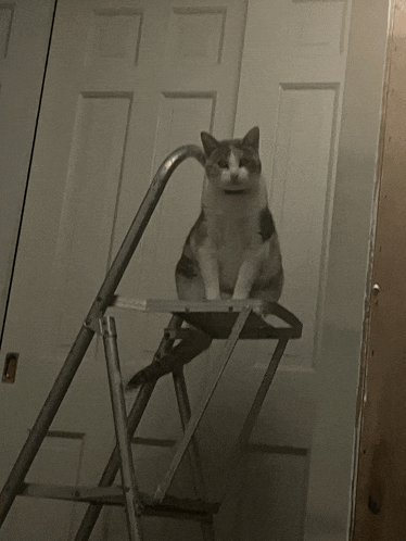 a cat sitting on top of a ladder in front of a door