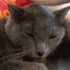 a close up of a cat laying down on a couch with its eyes closed .