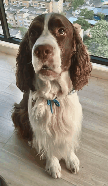 a brown and white dog wearing a blue collar looks at the camera