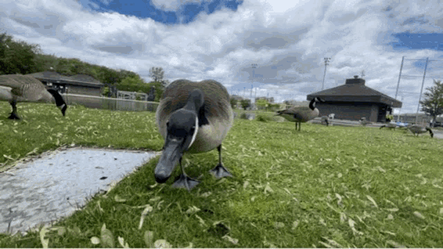 Goose Geese GIF - Goose Geese Angry Goose GIFs