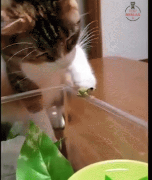 Cat Frog GIF - Cat Frog Funny Animals GIFs
